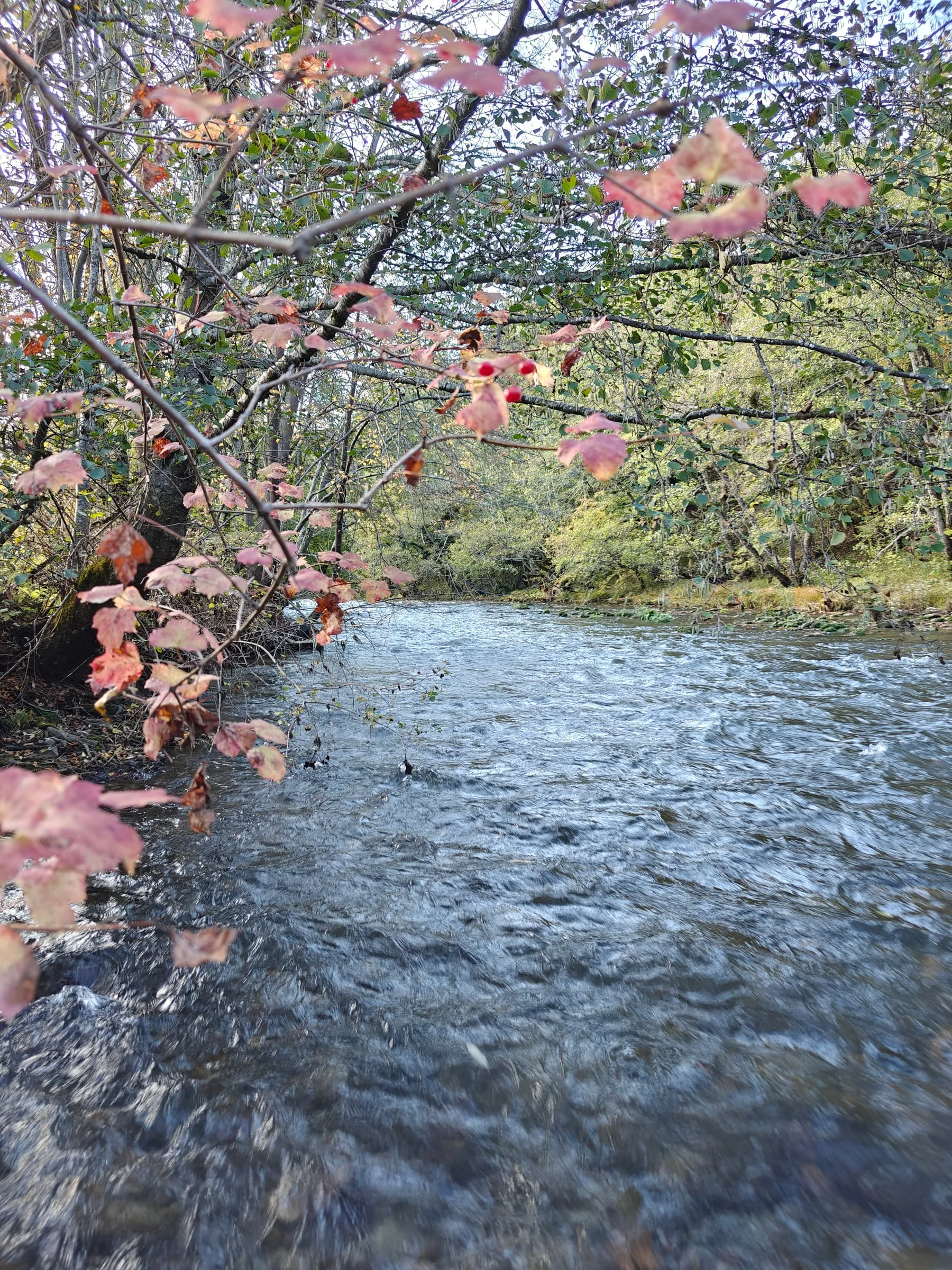The Ćehotina in autumn: fast clear water under alder branches with red leaves and berries, green banks on the far side.