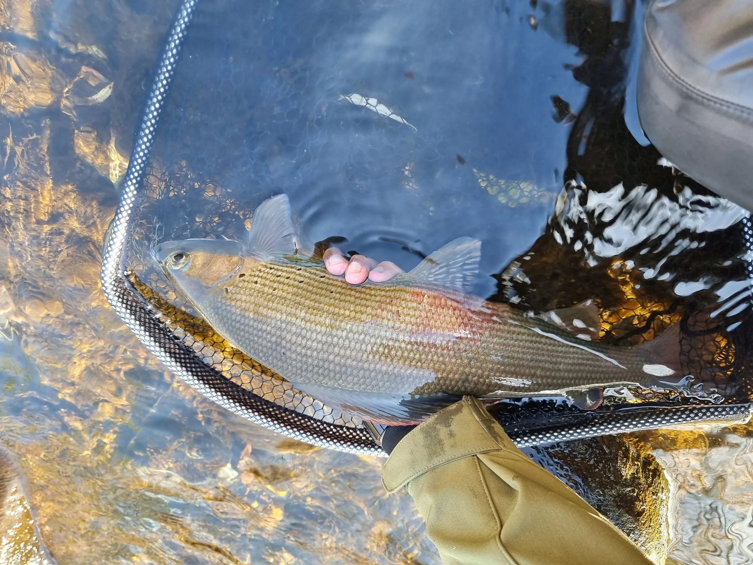 A grayling held in a landing net in clear shallow water, seen from above.