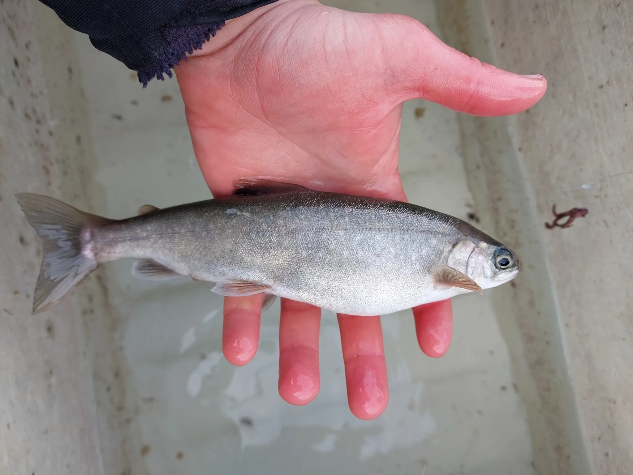 A small silver Arctic char with pale spots lying across an open hand, in Switzerland.