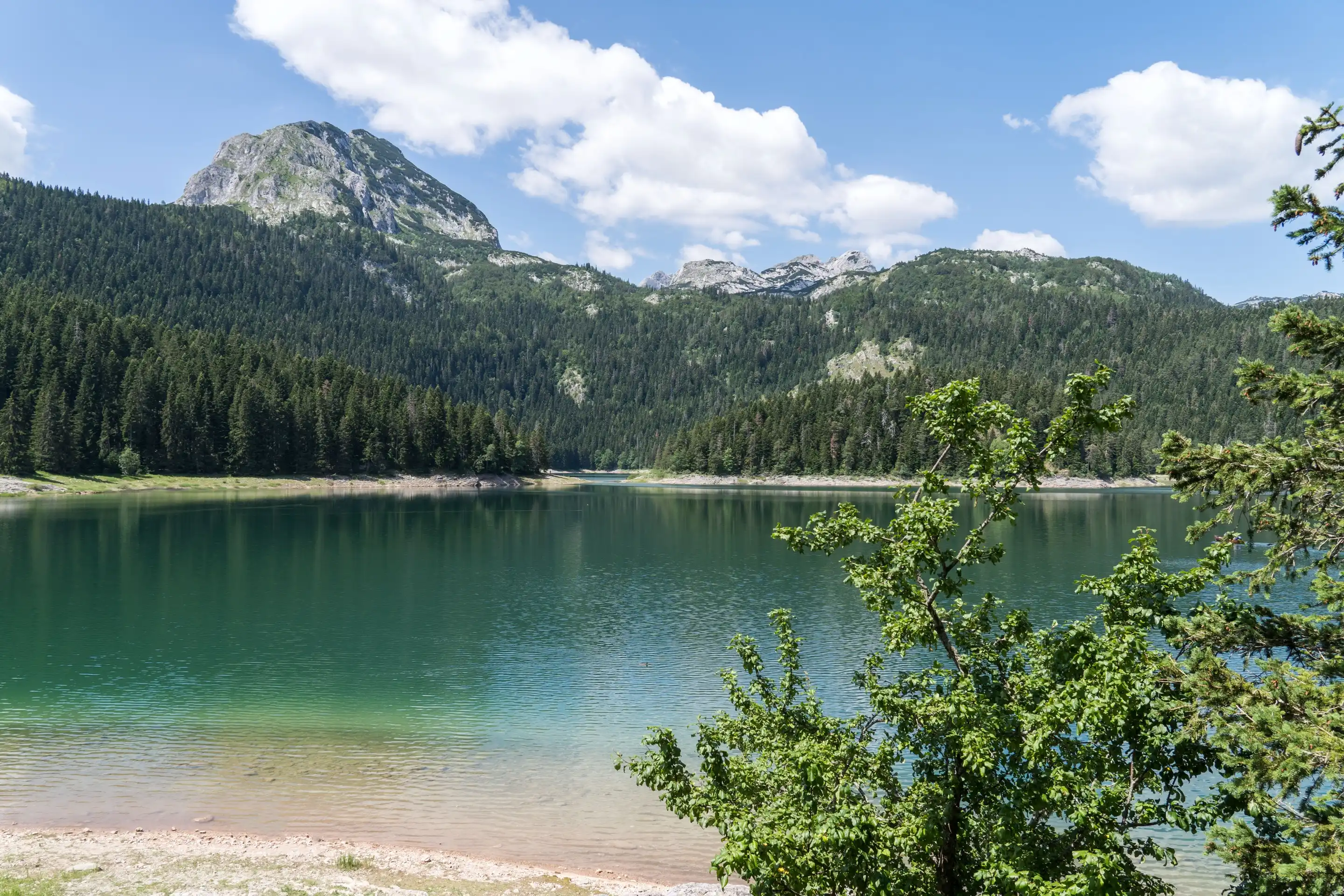 Black Lake under Durmitor: green water, spruce forest and a rocky peak, framed by a pine branch.