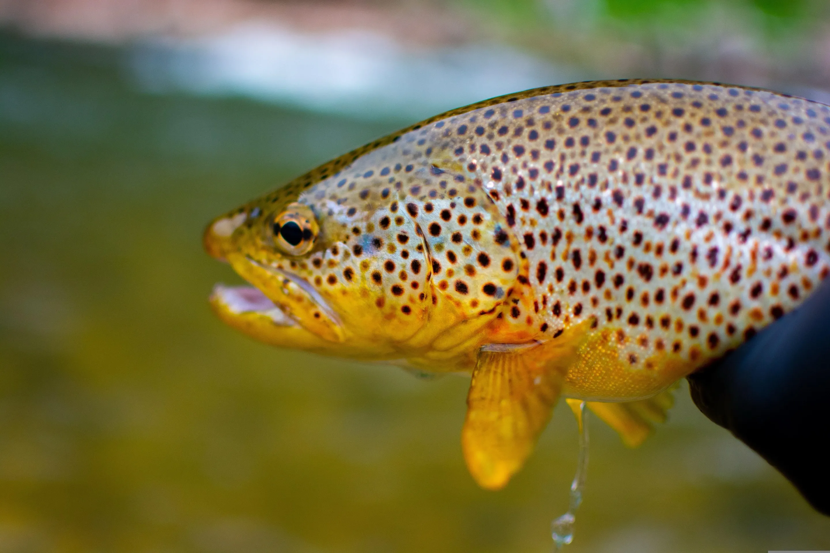 Close view of a brown trout's head and golden flank with black and red spots, water dripping from its fin. Place not stated by the source.