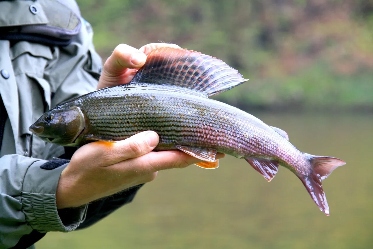 A grayling held level in two hands, its tall dorsal fin spread, with a green river behind. Place not stated by the source.
