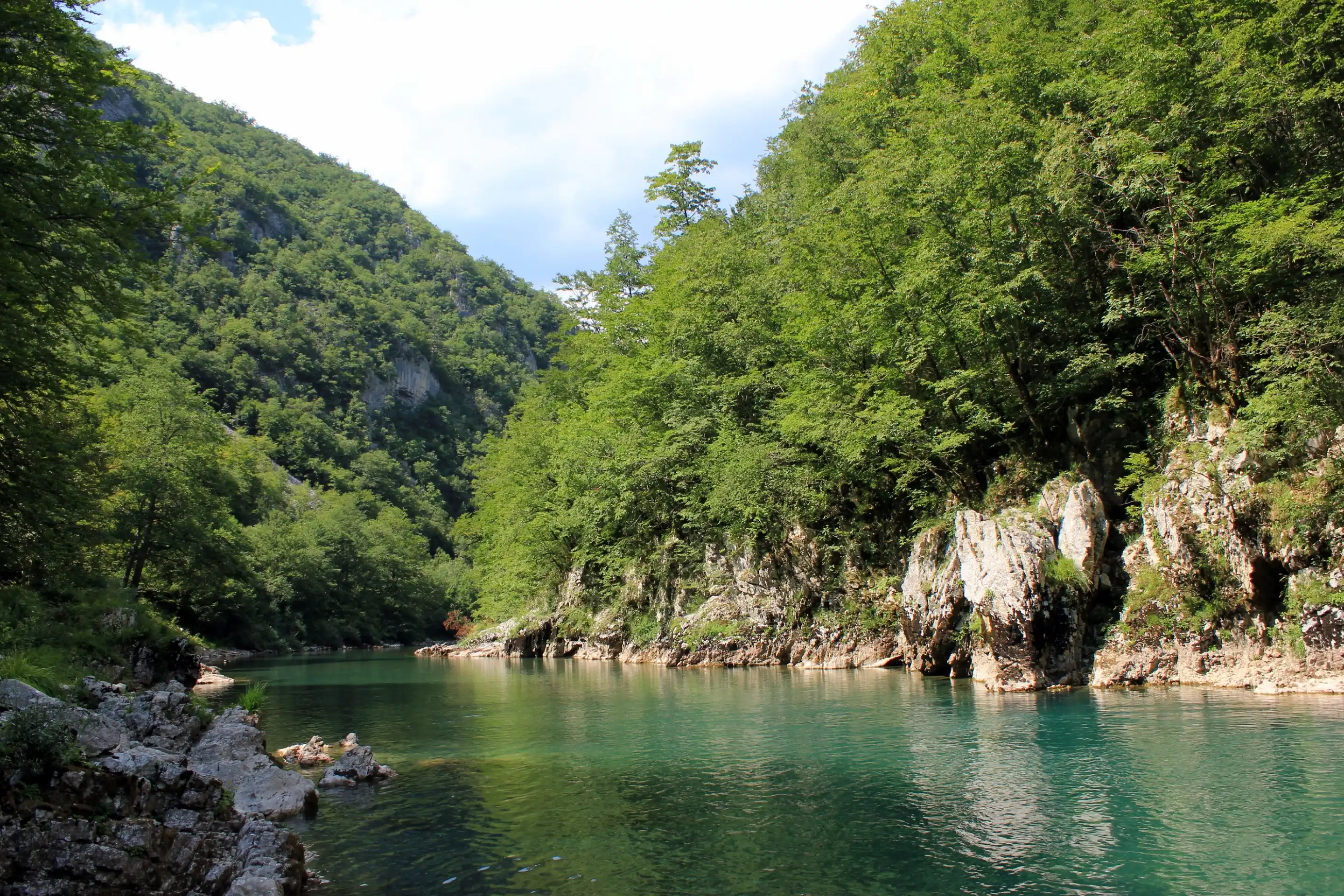 A still green pool on the Tara river in its canyon, under a steep bank of forest and limestone.