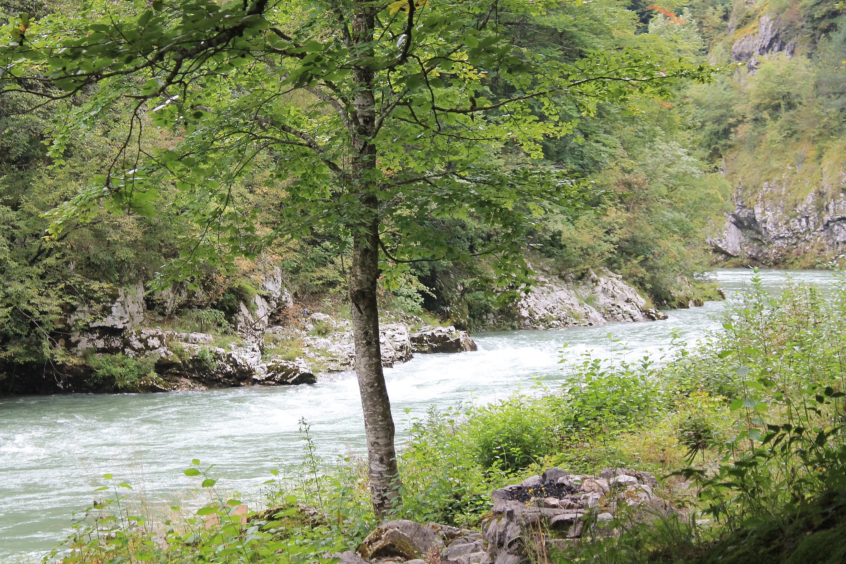 The Tara river running fast and pale green past a grassy bank, seen between tree trunks.