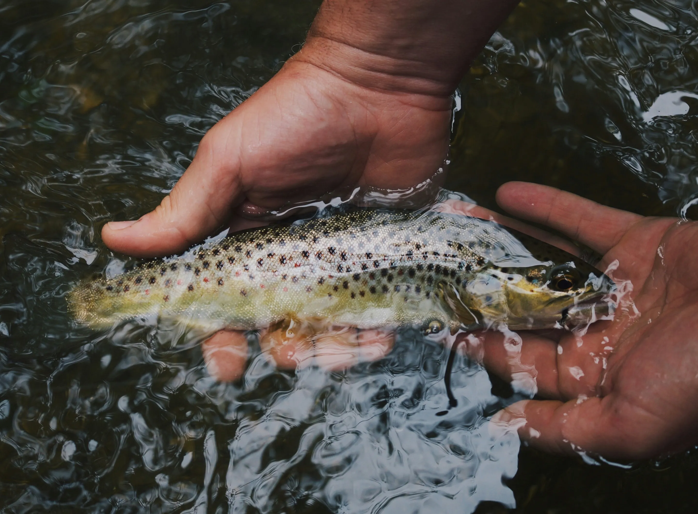 Two hands cradling a spotted trout at the surface of clear, moving water. Species and place not stated by the source.